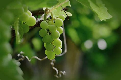 Weintrauben aus dem eigenen garten: Weintrauben im eigenen Garten anbauen - Pflanzen und Pflege