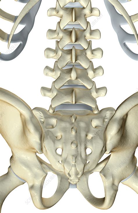 English language learners definition of backbone. The bones of the lower back - Stock Image F001/7238 - Science Photo Library