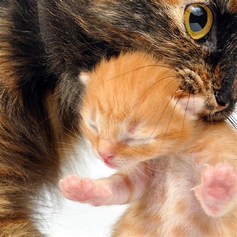 Mother Cat Carrying Newborn Kitten Stock Photo Image Of Mixed Breed