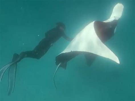 Manta Ray Fishhooks Rescue Five Million Views And