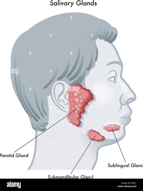 Anatomy Of Human Salivary Glands Stock Photo Alamy