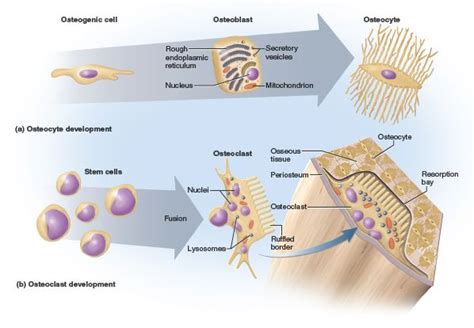 This Photo Depicts The Different Types Of Bone Cells Osteogenic Cells