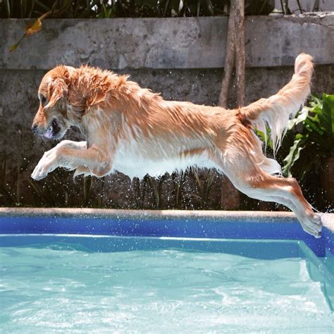 Golden Leap Golden Retriever Jumping Dogs Cute Dogs