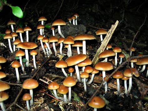 Magic Mushroom Guide