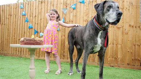 Freddy The Great Dane The Tallest Dog In The World Has Died Cnn
