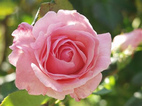 Rose Pink Flower · Free Photo On Pixabay