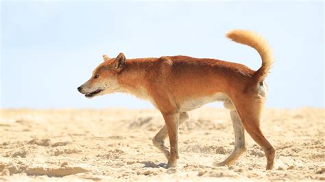 Dingo Pack Chases Down Mauls Mother And Son On Fraser Island The