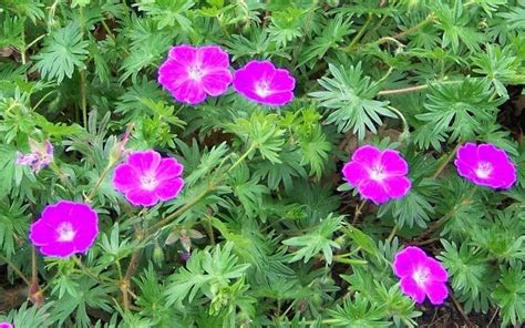 Geranium sanguineum 'new hampshire purple' bloeit in de periode. New Hampshire Purple Geranium - Perennial Plants ...