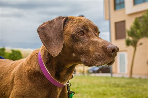 Vimba 7 Year Old Female Pointer Cross Hungarian Vizsla Dog For Adoption