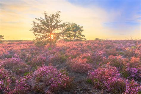 Blooming Heather Sunset Blooming Heather Sunset There Is Flickr