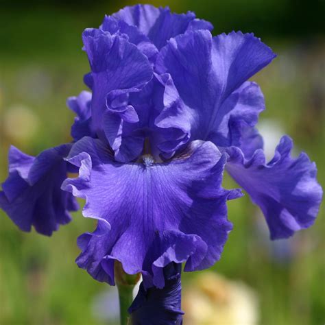 Iris Germanica Yaquina Blue Iris Des Jardins Bleu à Très Grandes Fleurs