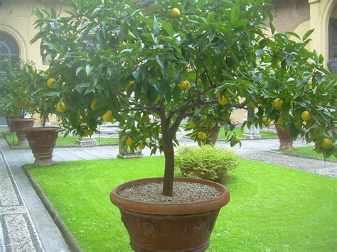 Lemon Trees In Pots Are A Number Of These Potted