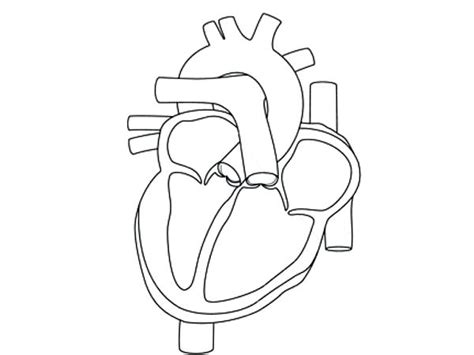 Human Heart Outline Drawing At Getdrawings Free Download