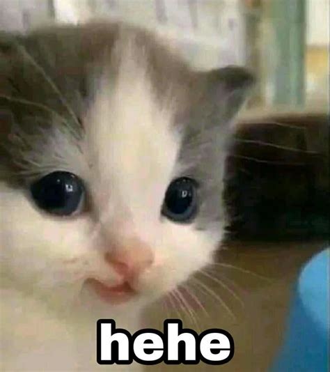 Hehe Cat Reaction Image Hehe Cat Know Your Meme