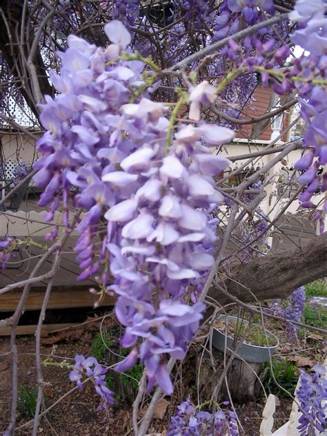 17 Best Images About Wisteria Images On Pinterest Gardens Wisteria