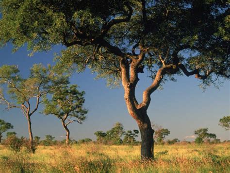 Acacia Trees Kruger National Park South Africa Photographic Print