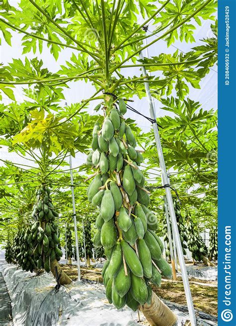 Group Of Green Papayas On The Tree In The Orchard Stock Photo Image