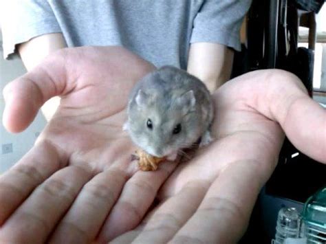 Winter white russian hamsters, also known as siberian hamsters, siberian dwarf hamsters, or djungarian hamsters, are a species of hamster in the genus phodopus. Dwarf Winter White Russian Hamster - YouTube