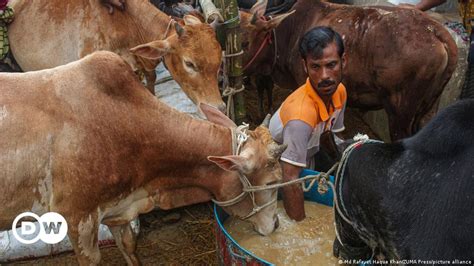 بھارتی ریاست چھتیس گڑھ، گائے کے پیشاب کی سرکاری خریداری شروع Dw 01