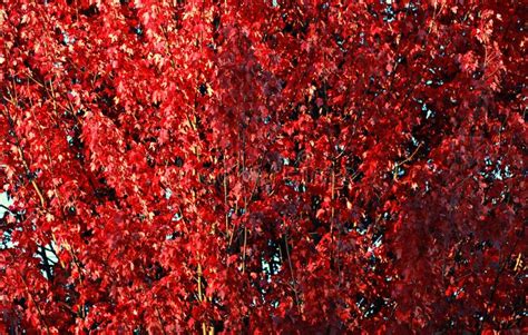 An Amazing Array Of Red Autumn Leaves Stock Photo Image Of Array