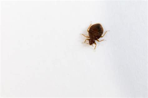 Found One Bed Bug On The Wall What To Do And How To Get Rid Of It