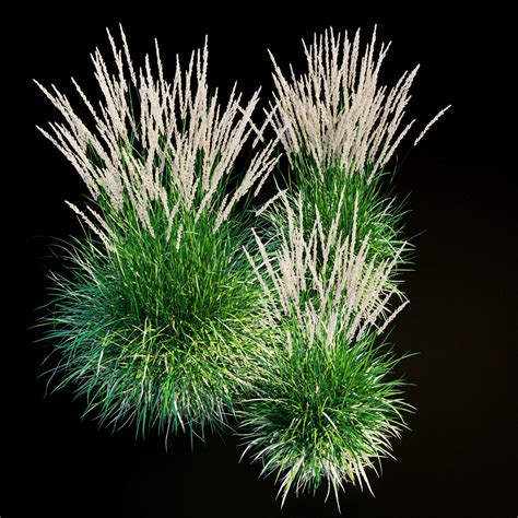 Feather Reed Grass 3d Model Cgtrader
