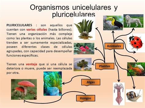 Organismos Unicelulares Y Pluricelulares Características Y Cuadros