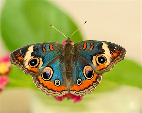 Multimedia Gallery Buckeye Butterfly With Selectively