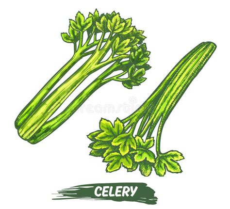 Celeriac Herb Plant Elements Celery Vector Sketch Stock Vector