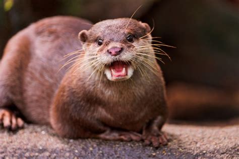 Smiling Happy Otter Flickr Photo Sharing Otters Significant