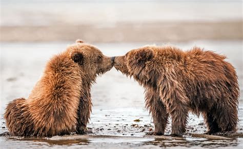 Un Bear Lievably Cute Brown Bear Cubs Enjoy Quick Kiss