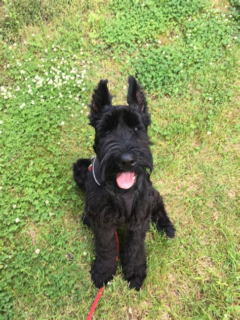 Giant Schnauzer Puppies For Sale Sinking Spring Pa 331830