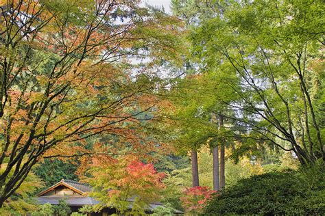 Tall Upright Japanese Maple Tree In Fall Photograph By
