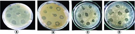 Plaque Formation Of Lytic Phages On Double Layer Agar Plates Plaque