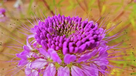 Purple Desert Flower Photograph By Roving Nomad Media