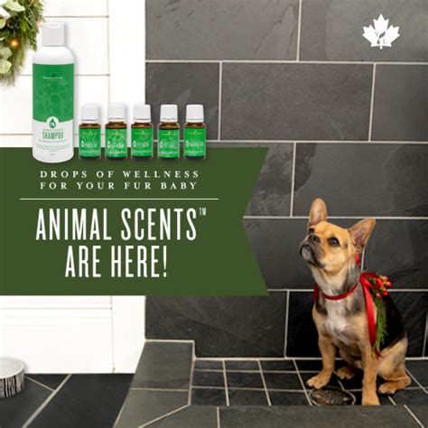 Gary young made his dream a reality. Young Living's Animal Scents Essential Oil And Pet Care ...