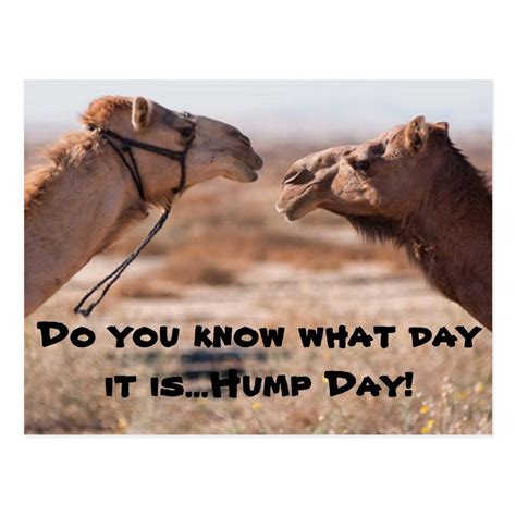 What Is Hump Day Artofit