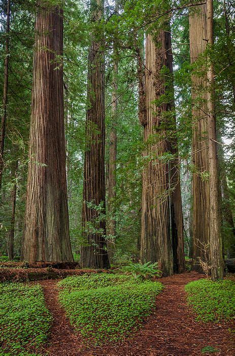 Photographer Greg Nyquist Paths To Redwoods Forest Path Pine