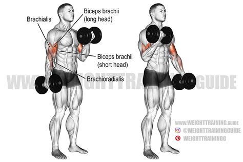 Dumbbells Archives Page 9 Of 9 Weighttrainingguide Big Biceps