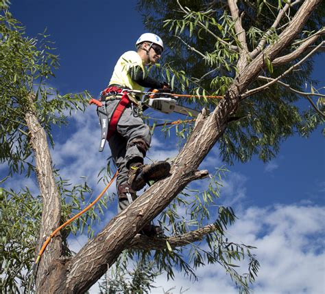 Why Tree Removal is Necessary to Make Your Home Surrounding Beautiful