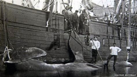 50 Years On When Scotland Stopped Whaling Bbc News