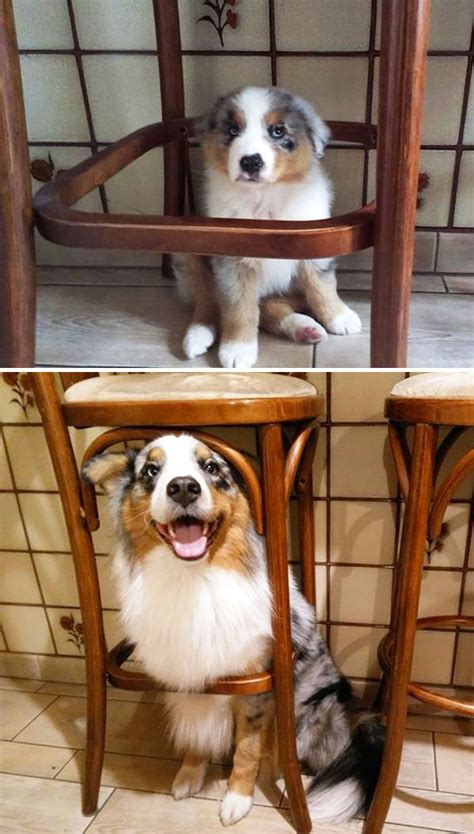 50 Adorable Before And After Pics Of Dogs Growing Up Australian