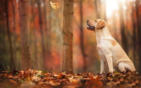 Download Wallpaper For 2560x1080 Resolution Autumn Forest Leaf Dog