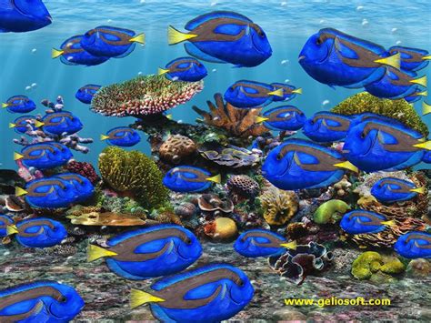 Moving Regal Tang Fish Screensaver Windows 10 Free Download