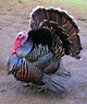 Domestic turkey - Wikipedia
