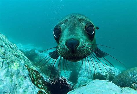 Cute Pup Australian Fur Seal Arctocephalus Pusillus Doriferus