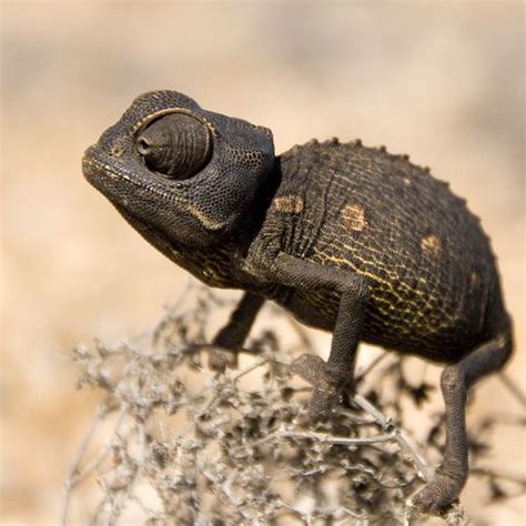 Picsquare Cute Little Animals Reptiles And Amphibians Baby Chameleon