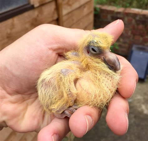 This is the generic term for a baby fowl. Steve Portugal on Twitter: "People always ask what do baby ...