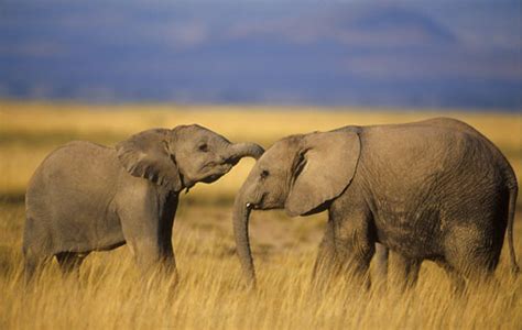 The African Grassland Grassland Animals