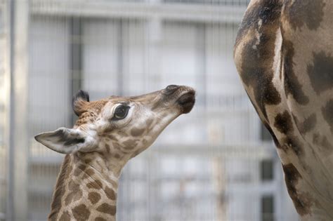 Endangered Giraffe Calf Born At Safari Park Zooborns
